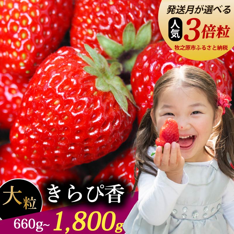 【発送月が選べる】 きらぴ香 大粒 660g ~ 1800g イチゴ 1 ~ 2箱 ゆりかーご フルーツ 果物 朝摘み 完熟 直送 ギフト 家庭用 贈答 国産 森木農園 静岡県 牧之原市 ~土耕栽培だから濃くて甘い!