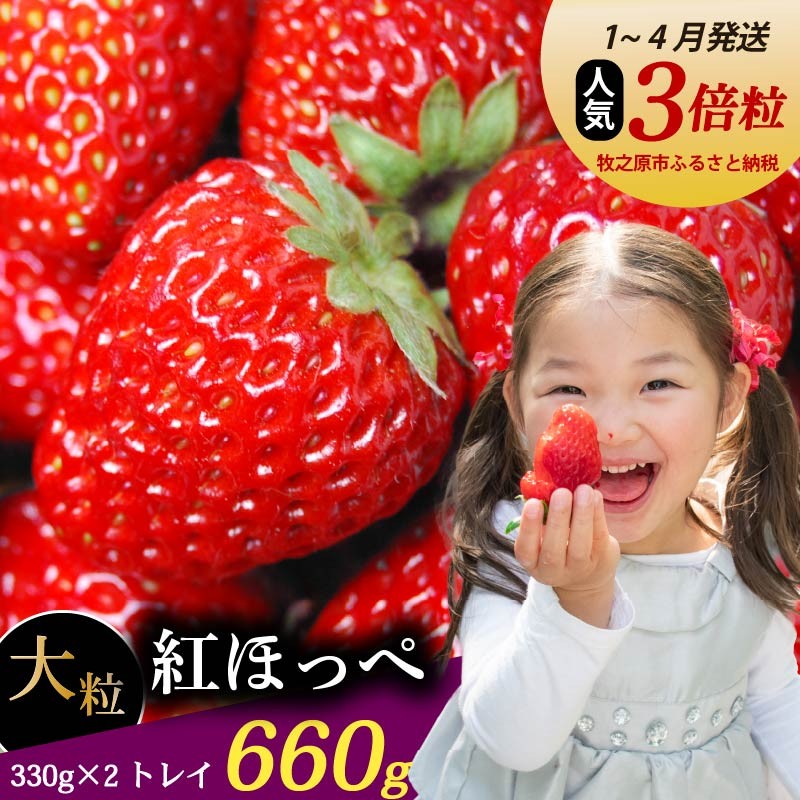 【数量限定】紅ほっぺ 660g いちご ゆりかーご 土耕栽培 フルーツ 果物 スイーツ 朝摘み 直送 完熟 ギフト 家庭用 贈答 農家直送 産地直送 国産 森木農園 静岡県 牧之原市 ～土耕栽培だから濃くて甘い!～