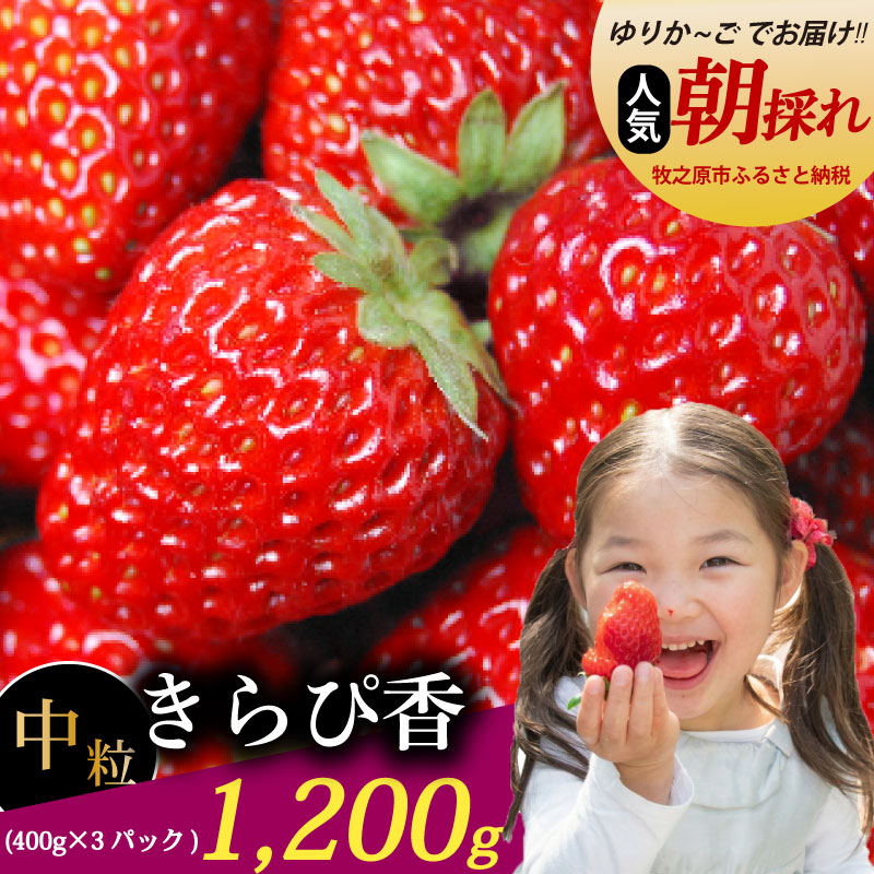 【数量限定】きらぴ香 1.2kg いちご ゆりかーご 土耕栽培 フルーツ 果物 スイーツ 朝摘み 直送 完熟 ギフト 家庭用 贈答 農家直送 産地直送 国産 森木農園 静岡県 牧之原市 ～土耕栽培だから濃くて甘い!～