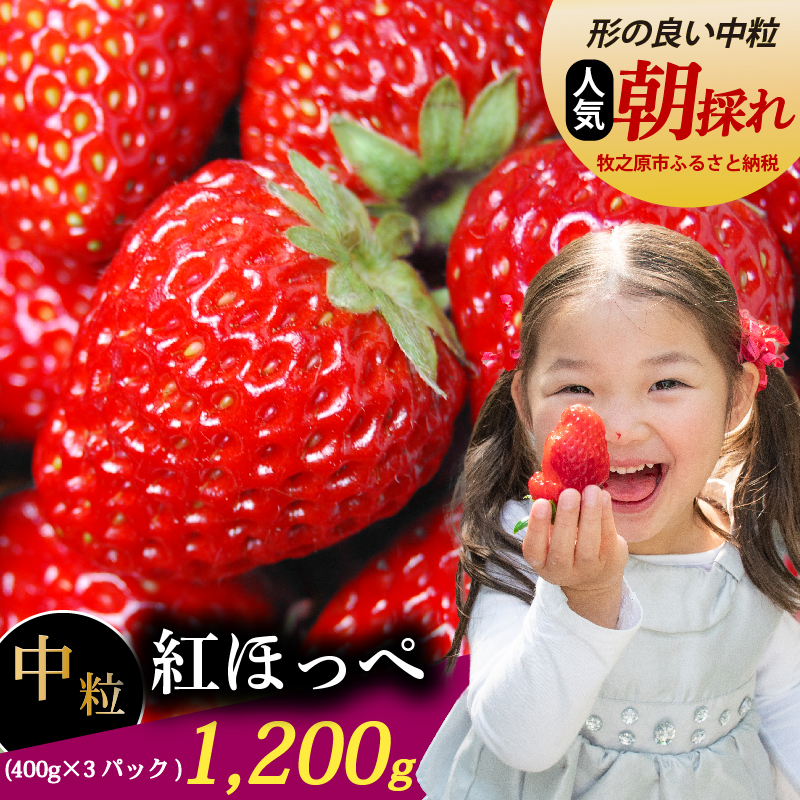 【数量限定】紅ほっぺ 1.2kg いちご ゆりかーご 土耕栽培 フルーツ 果物 スイーツ 朝摘み 直送 完熟 ギフト 家庭用 贈答 農家直送 産地直送 国産 森木農園 静岡県 牧之原市 ～土耕栽培だから濃くて甘い!～