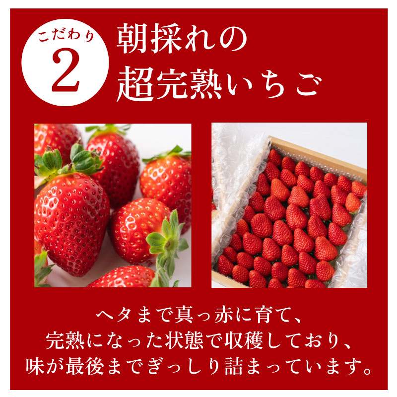 【数量限定】きらぴ香 1000g いちご 箱詰め 素入れ 土耕栽培 フルーツ 果物 スイーツ 朝摘み 直送 完熟 ギフト 家庭用 贈答 農家直送 産地直送 国産 森木農園 静岡県 牧之原市 ～土耕栽培だから濃くて甘い!～