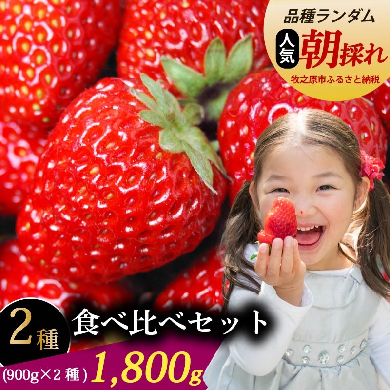 【数量限定】 いちご 食べ比べセット 1800g 訳あり ゆりかーご 土耕栽培 フルーツ 果物 スイーツ 朝摘み 直送 完熟 ギフト 家庭用 贈答 産地直送 国産 森木農園 静岡県 牧之原市 ～土耕栽培だから濃くて甘い!～