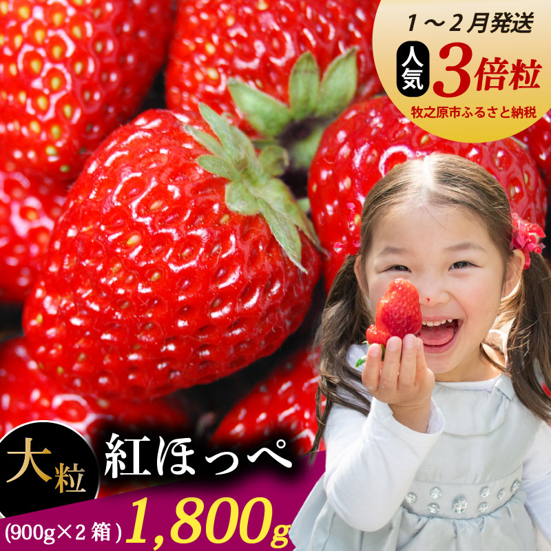 【発送月が選べる】 いちご 紅ほっぺ 大粒 1800g ゆりかーご 土耕栽培 フルーツ 果物 スイーツ 朝摘み 直送 完熟 ギフト 家庭用 贈答 産地直送 国産 森木農園 静岡県 牧之原市 ～土耕栽培だから濃くて甘い!～