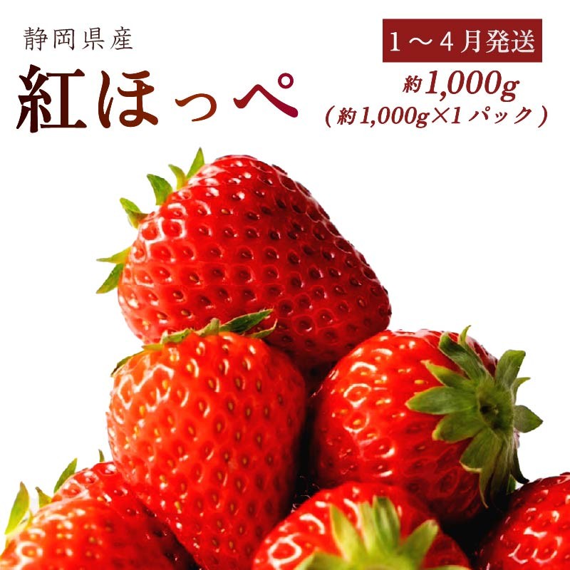 【数量限定】 いちご 紅ほっぺ 1000～2000g 箱詰め 素入れ 土耕栽培 フルーツ 果物 スイーツ 朝摘み 直送 完熟 ギフト 家庭用 贈答 産地直送 国産 森木農園 静岡県 牧之原市 ～土耕栽培だから濃くて甘い!～
