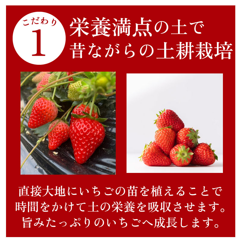 【数量限定】 いちご 紅ほっぺ 1000～2000g 箱詰め 素入れ 土耕栽培 フルーツ 果物 スイーツ 朝摘み 直送 完熟 ギフト 家庭用 贈答 産地直送 国産 森木農園 静岡県 牧之原市 ～土耕栽培だから濃くて甘い!～