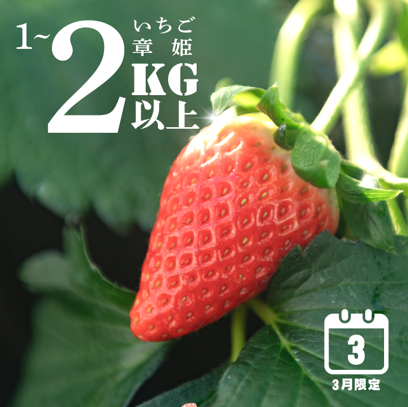 【 3月限定 】 いちご 1kg ~ 2kg 章姫 250g ~ 280g × 4パック 8パック 高糖度 15％ あきひめ 果物 新鮮 デザート 人気 おすすめ ランキング 静岡いちご プレゼント 静岡県 牧之原市 藤田農園