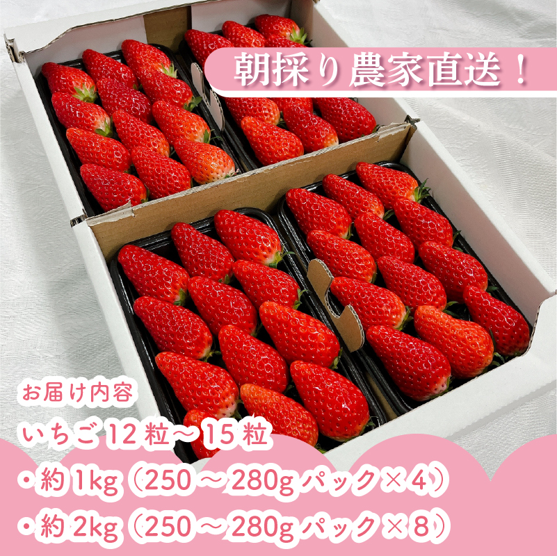 【 3月限定 】 いちご 1kg ~ 2kg 章姫 250g ~ 280g × 4パック 8パック 高糖度 15％ あきひめ 果物 新鮮 デザート 人気 おすすめ ランキング 静岡いちご プレゼント 静岡県 牧之原市 藤田農園