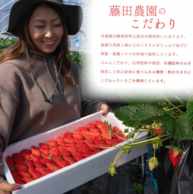 【 3月限定 】 いちご 1kg ~ 2kg 章姫 250g ~ 280g × 4パック 8パック 高糖度 15％ あきひめ 果物 新鮮 デザート 人気 おすすめ ランキング 静岡いちご プレゼント 静岡県 牧之原市 藤田農園