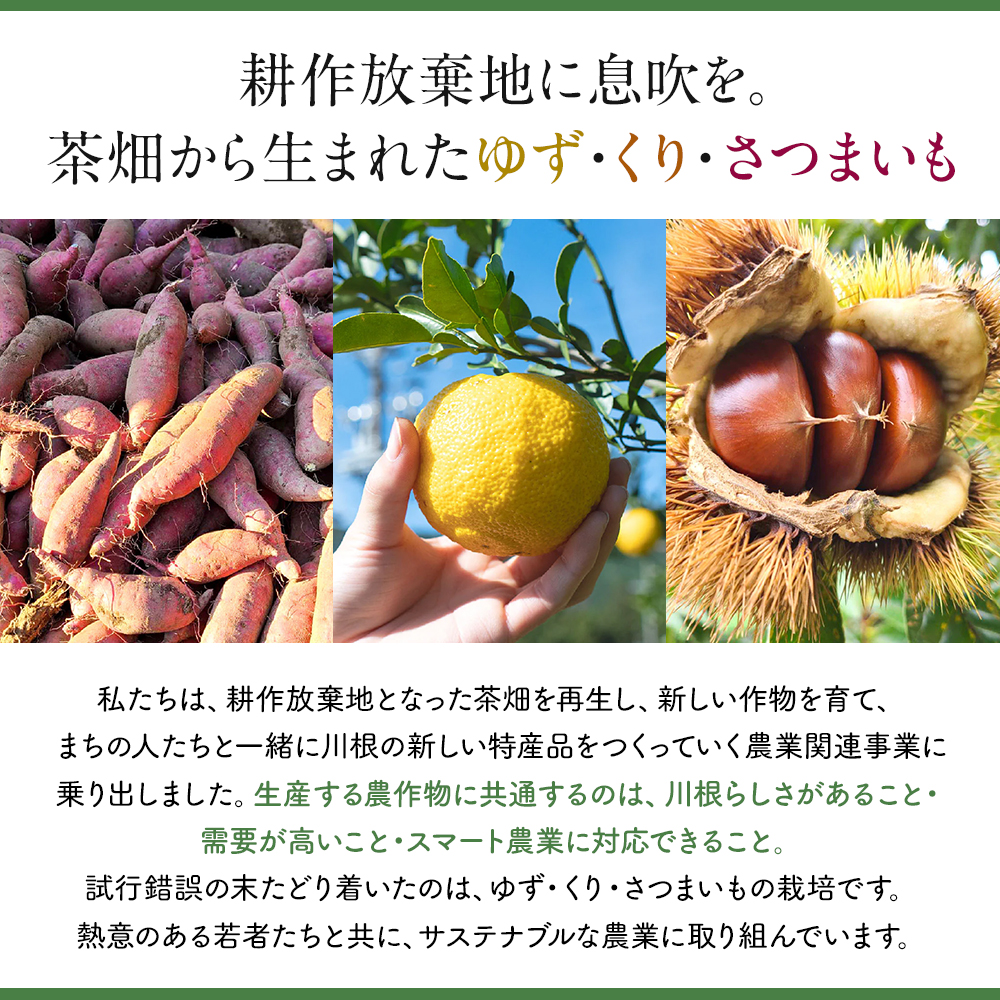茶畑から生まれた 川根の「ゆずぽんず」