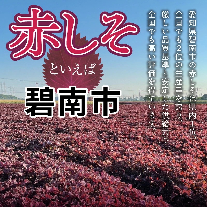一番摘み赤しそドリンク 選べる 本数 300ml （1～2本） 数量限定 18年熟成 梅寿酢仕立て 赤しそ 国産梅 18年以上 熟成 清涼飲料水 シロップ 七福醸造 愛知県 碧南市 H001-120 H001-121
