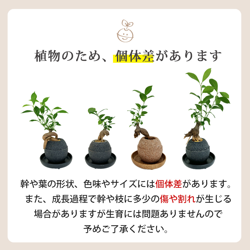 【選べる容器】アクアプラントポット(R)  植木鉢 ガジュマル
