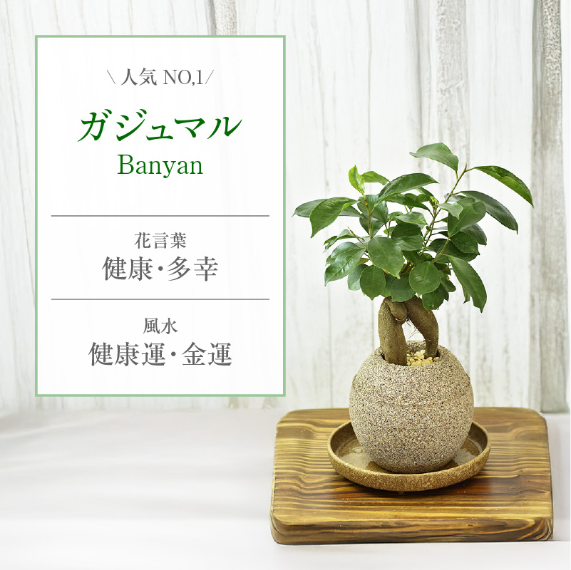 【選べる容器】アクアプラントポット(R)  植木鉢 ガジュマル