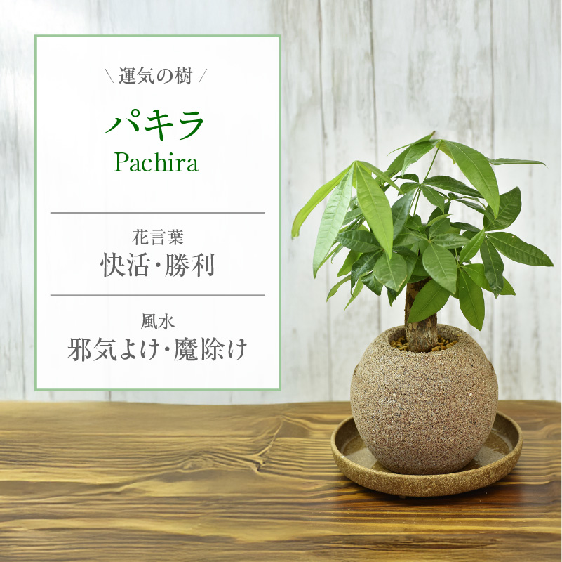 【選べる容器】アクアプラントポット(R) 植木鉢 パキラ