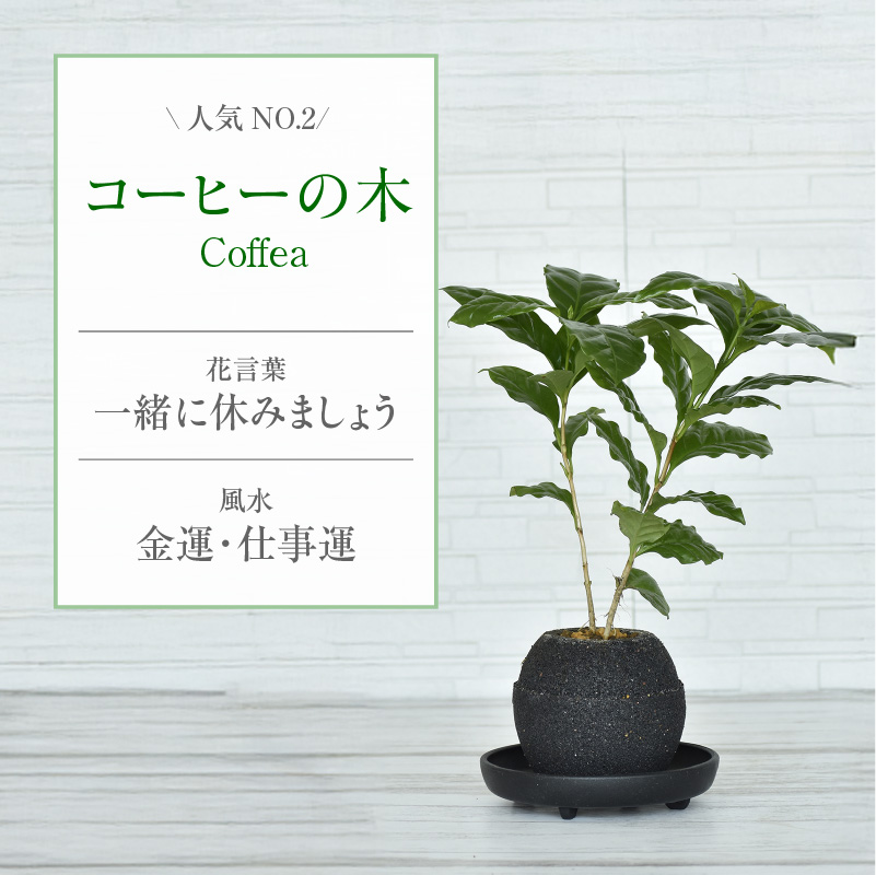【選べる容器】アクアプラントポット(R) 植木鉢 コーヒーの木