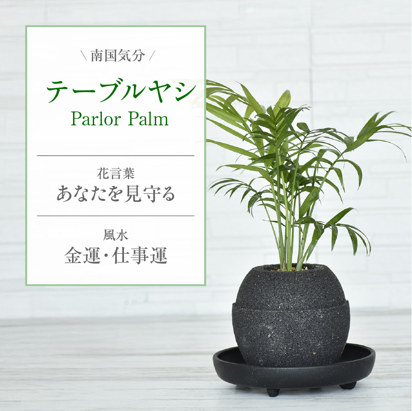 【選べる容器】アクアプラントポット(R) 植木鉢 テーブルヤシ