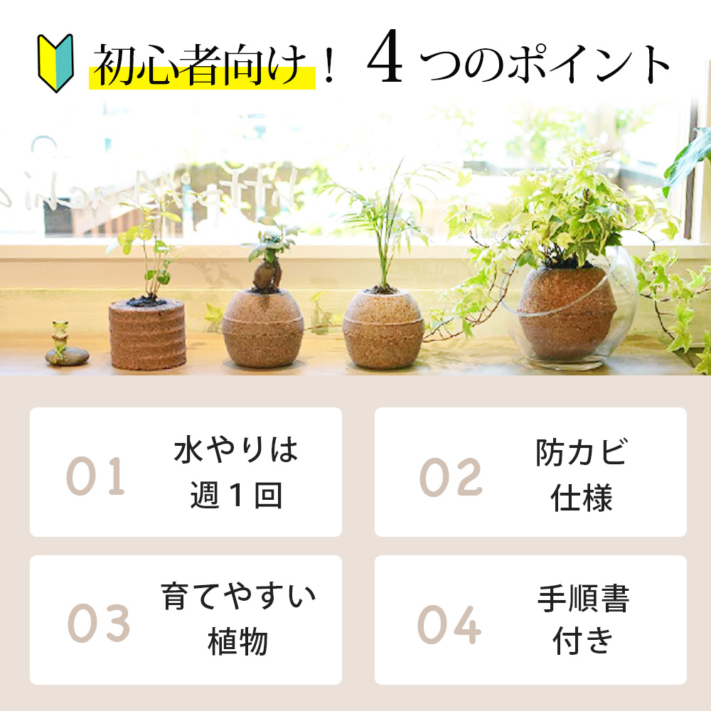 【選べる容器】アクアプラントポット(R) 植木鉢 サンスベリア