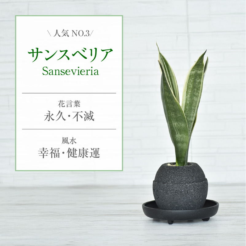 【選べる容器】アクアプラントポット(R) 植木鉢 サンスベリア