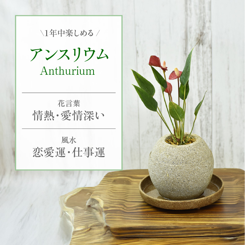 【選べる容器】アクアプラントポット(R)  植木鉢 アンスリウム