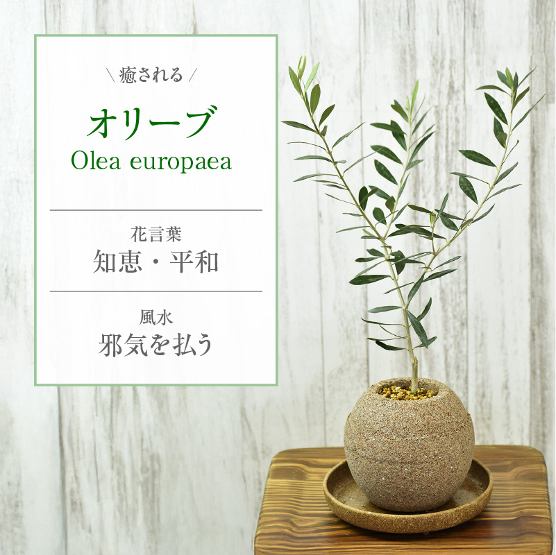 アクアプラントポット(R)  植木鉢 オリーブ