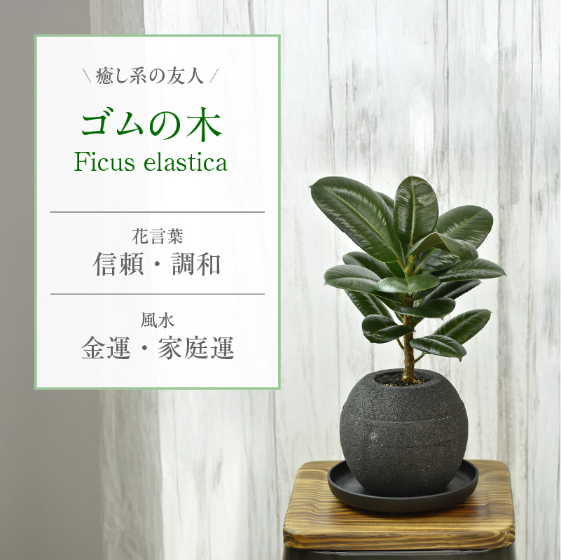 【選べるポット】アクアプラントポット(R) 植木鉢 ゴムの木
