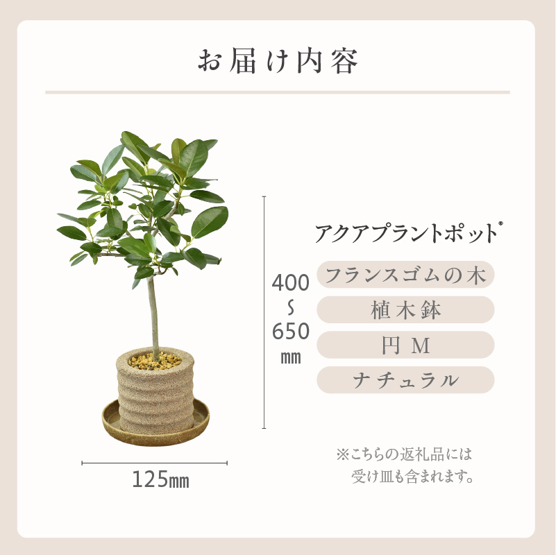 アクアプラントポット(R) 植木鉢 フランスゴムの木