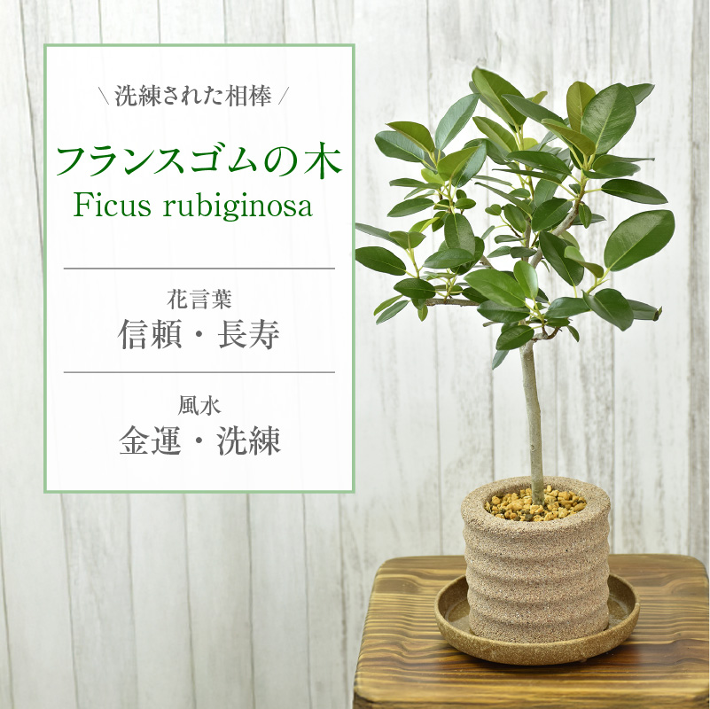 アクアプラントポット(R) 植木鉢 フランスゴムの木