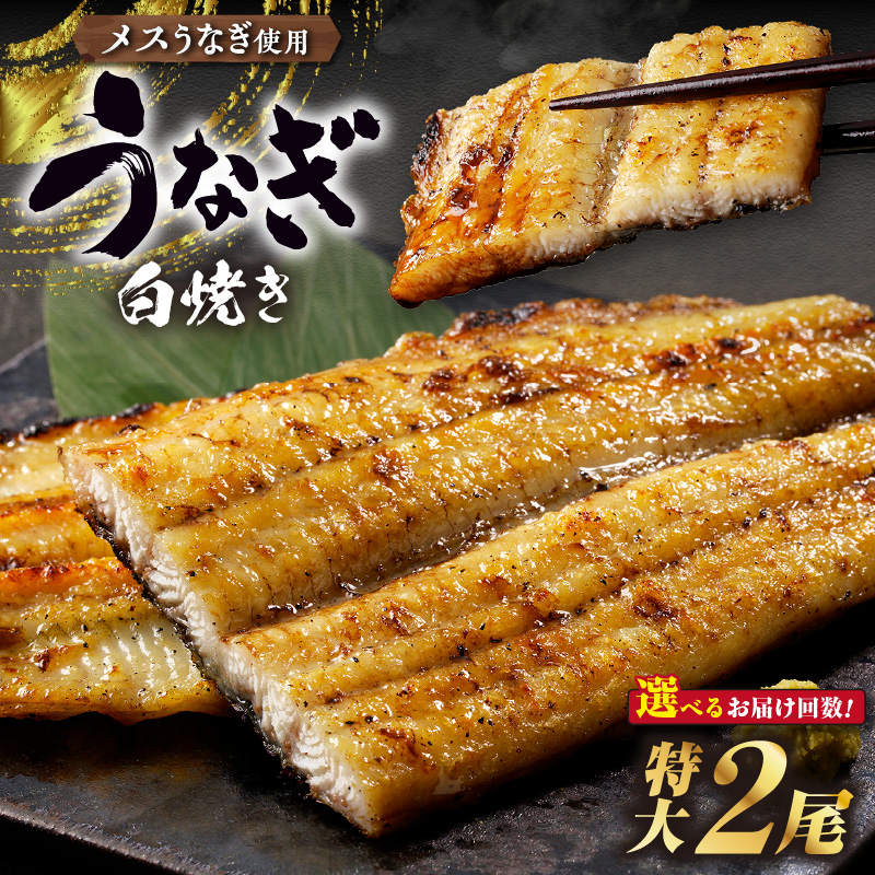 三河高浜産三代目養鰻家の白焼きうなぎ 特大2尾【選べるお届け回数】 _74-517