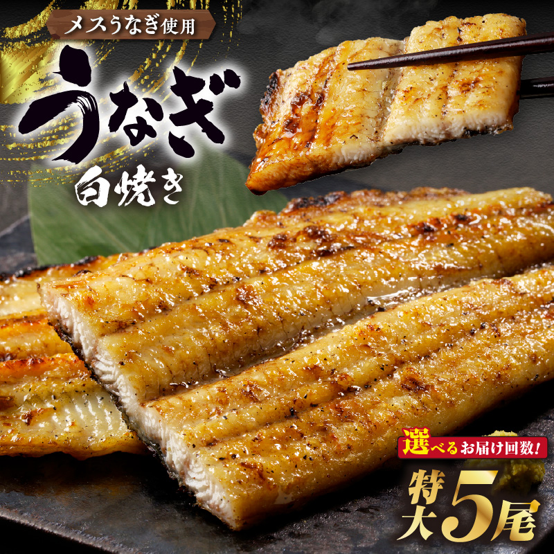 三河高浜産三代目養鰻家の白焼きうなぎ 特大5尾【選べるお届け回数】 _74-525