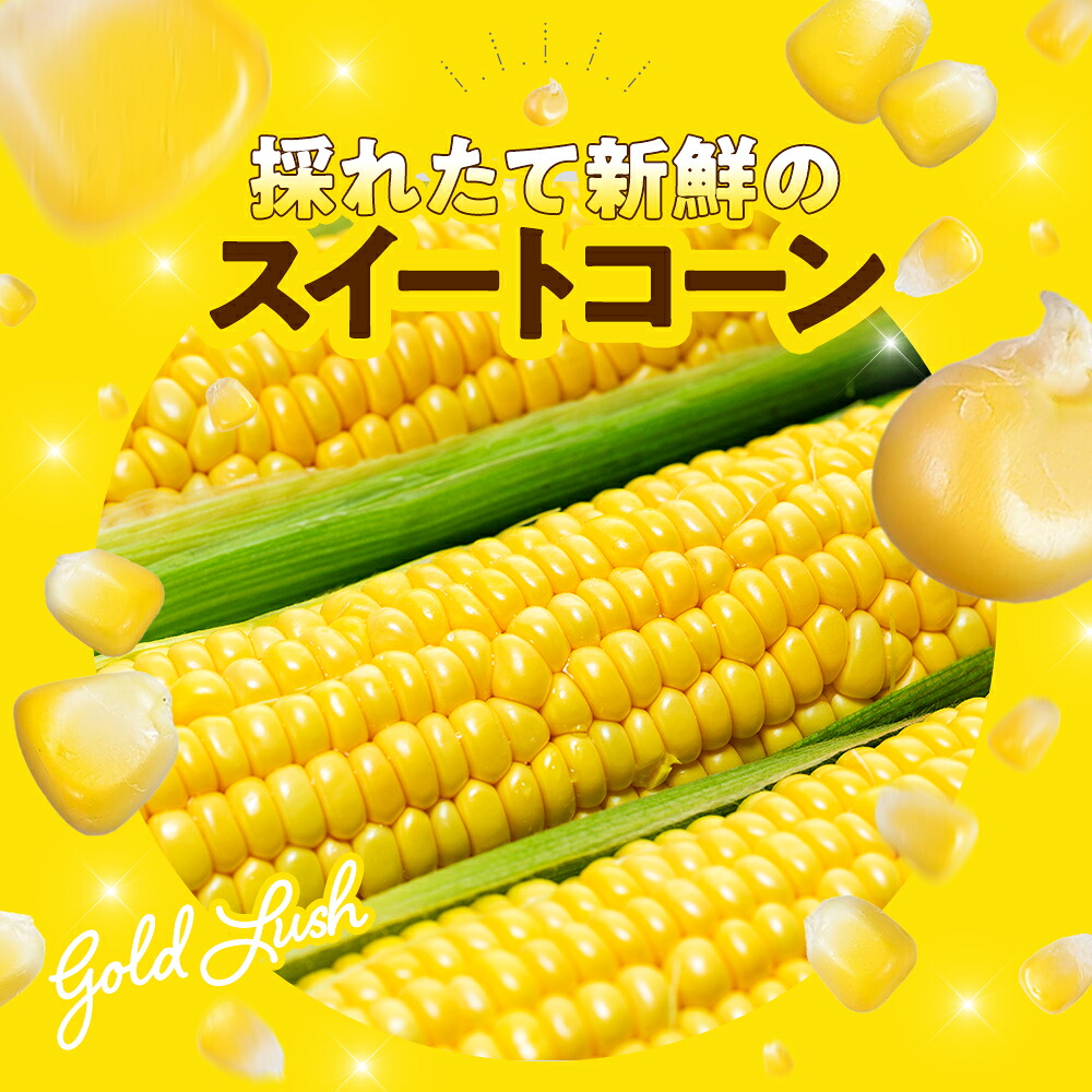 【2027年先行予約 6月下旬から出荷】 スイートコーン 約5kg 10~14本 冷蔵 国産 とうもろこし 先行予約 ミーナコーン 数量限定 コーン 野菜 新鮮 焼き 蒸し コーン 産地 直送 甘い