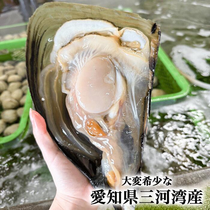 天然 平貝 むき身 セット 特特大サイズ 1-10個 選べる タイラギ 魚貝 愛知県 南知多町