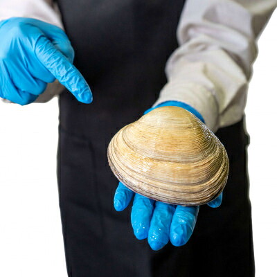 大あさり 冷凍 簡単 1kg 特製 海鮮 だし醤油 付き 下処理済 焼く 便利 貝 かい 天然 魚介 海の幸 海鮮 新鮮 あさり バーベキュー BBQ 料理 おかず  国産あさり おすすめ 人気 愛知