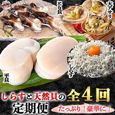 <発送月固定定期便>しらすと天然貝の定期便 全4回 愛知県 南知多町 人気 おすすめ