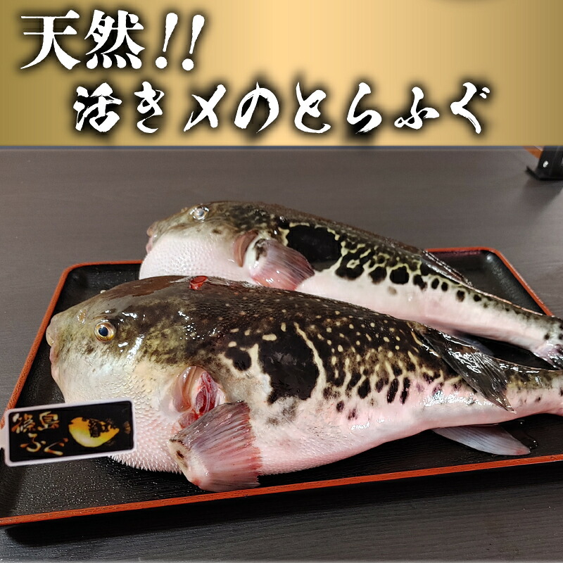 【選べる容量】篠島産 天然 とらふぐ 鍋用 ぶつ切り 2~4人前 650g 冷凍 活き〆 とらふぐ トラフグ ふぐ フグ ふく アラ あら てっちり 河豚 とらふぐ トラフグ ふぐ フグ ふく アラ あら 河豚 と