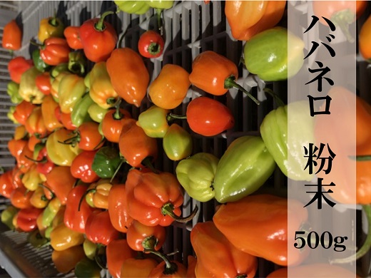 テレビで紹介されました ハバネロ 粉末 500g