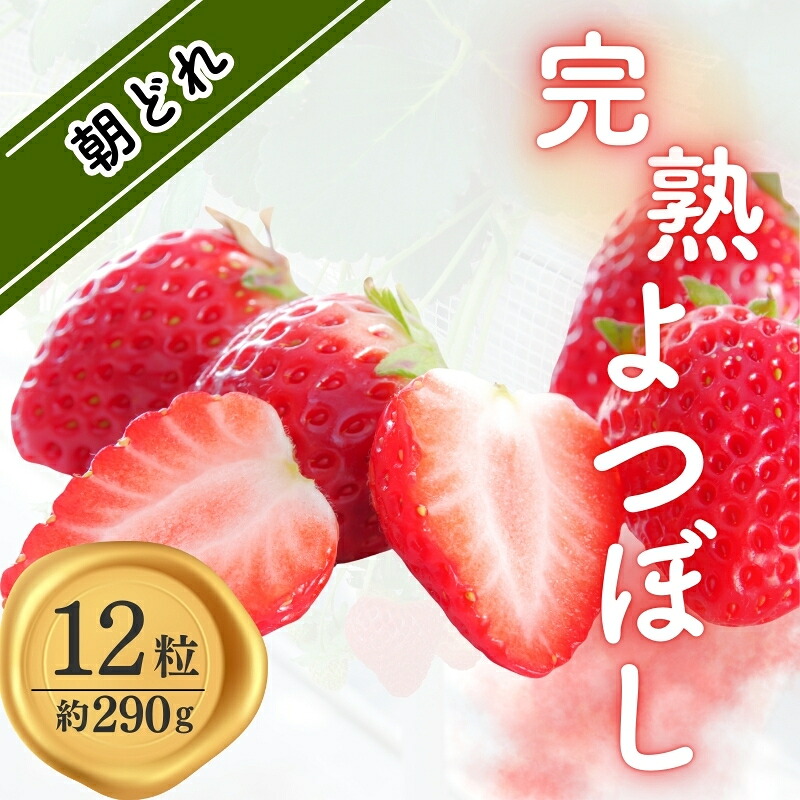 【数量限定】【完熟朝どれ いちご 「よつぼし」12粒(約290g…