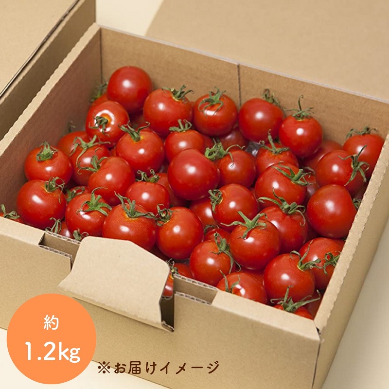 【2027年1月以降配送】熊野薬草園のミニトマト（1.2kg） トマト ミニトマト 熊野 予約受付【kmys0001A】