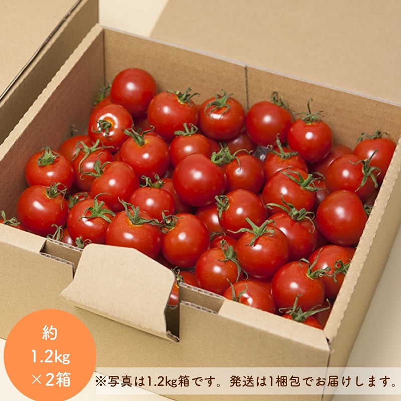 【2027年1月以降配送】熊野薬草園のミニトマト（1.2kg×2箱） トマト ミニトマト 熊野 予約受付【kmys0002A】