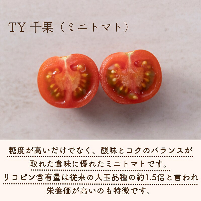 【2027年1月以降配送】熊野薬草園のミニトマト（1.2kg×2箱） トマト ミニトマト 熊野 予約受付【kmys0002A】