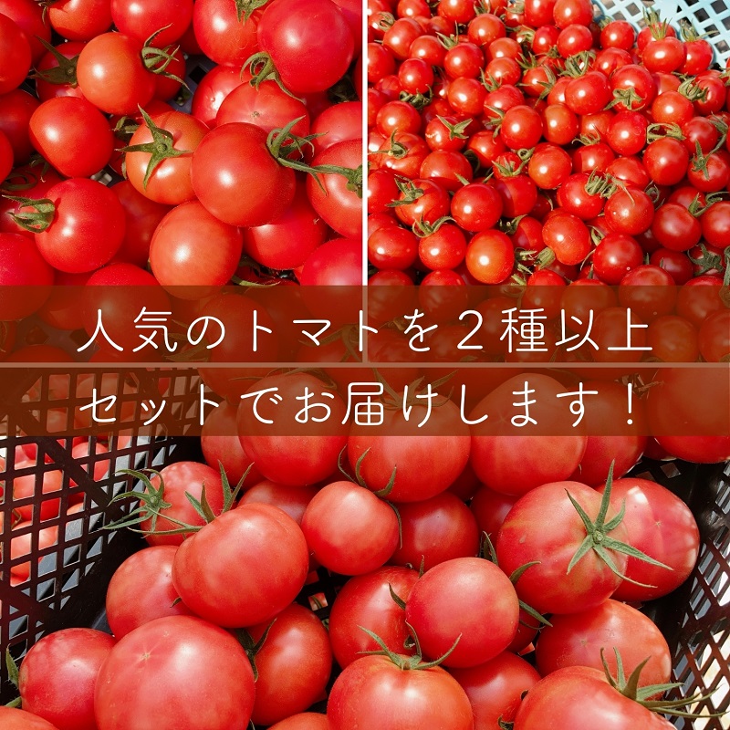 【2027年1月以降配送】熊野薬草園のトマトMIX(1.8kg) トマト ミックス お楽しみ 熊野 予約受付【kmys0003A】