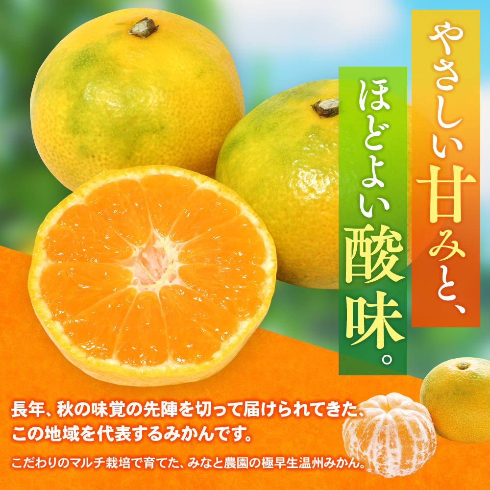 【数量限定】みかん みなと農園の極早生温州みかん  約5kg 2S～Lサイズ混合 マルチ栽培 【2026年10月上旬頃～順次発送】 みかん ミカン 蜜柑 温州みかん【mntf0003】