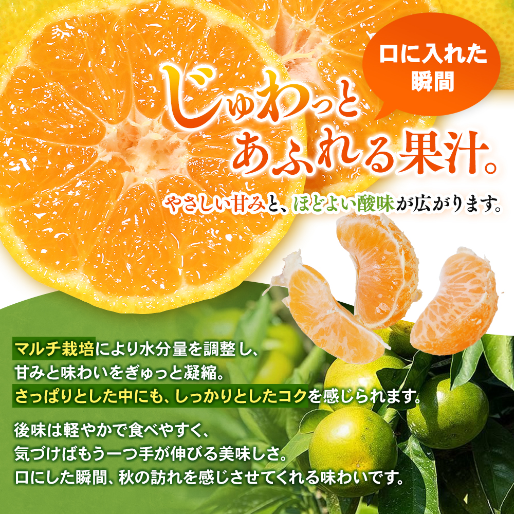 【数量限定】みかん みなと農園の極早生温州みかん  約5kg 2S～Lサイズ混合 マルチ栽培 【2026年10月上旬頃～順次発送】 みかん ミカン 蜜柑 温州みかん【mntf0003】