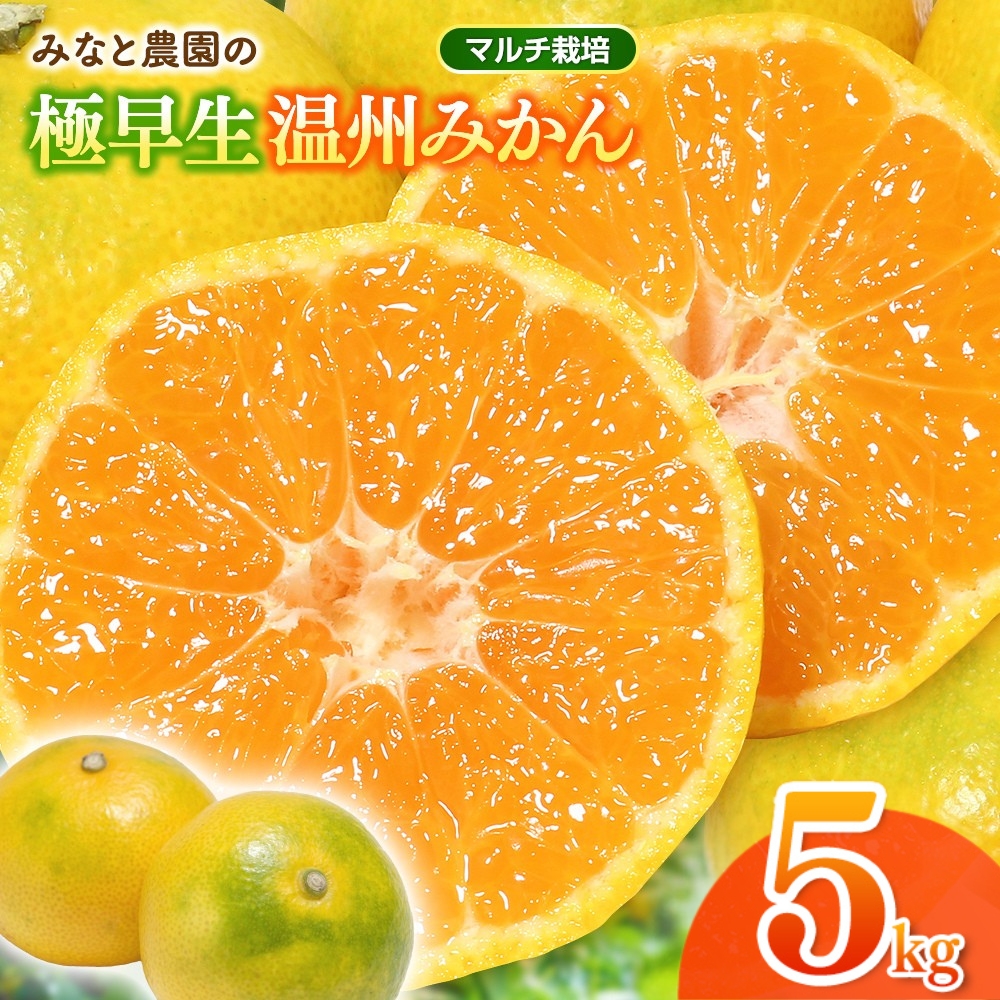 【数量限定】みかん みなと農園の極早生温州みかん  約5kg 2S～Lサイズ混合 マルチ栽培 【2026年10月上旬頃～順次発送】 みかん ミカン 蜜柑 温州みかん【mntf0003】