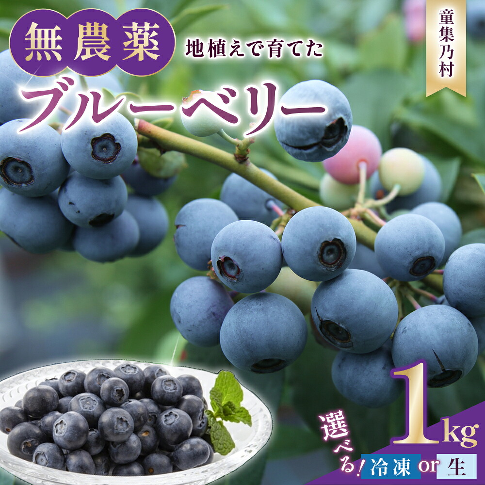 無農薬 ブルーベリー 1kg