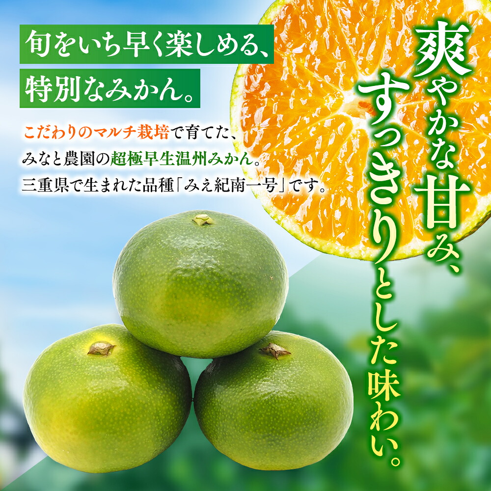 【数量限定】みかん みなと農園のみえ紀南一号 (超極早生)  約10kg 2S～Lサイズ混合 マルチ栽培 【2026年9月中旬頃～順次発送】 みかん ミカン 蜜柑 温州みかん【mntf0002】