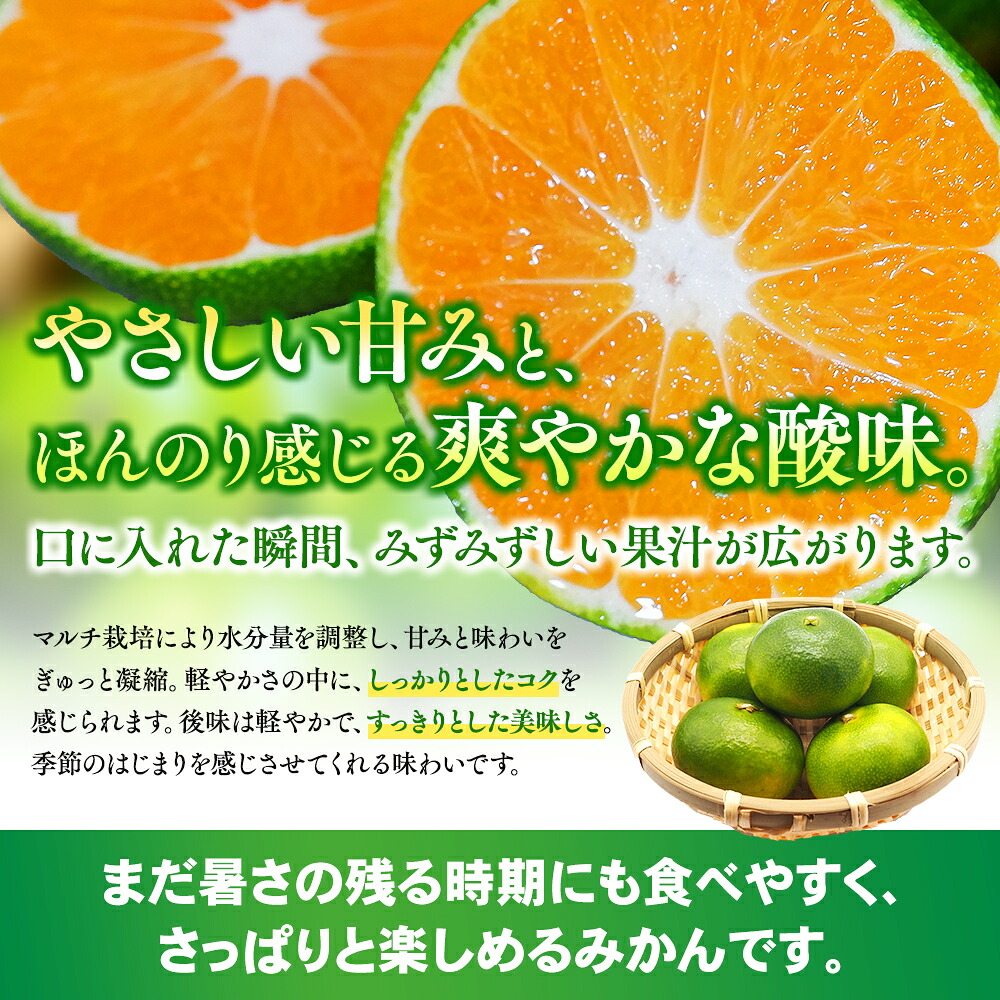 【数量限定】みかん みなと農園のみえ紀南一号 (超極早生)  約10kg 2S～Lサイズ混合 マルチ栽培 【2026年9月中旬頃～順次発送】 みかん ミカン 蜜柑 温州みかん【mntf0002】