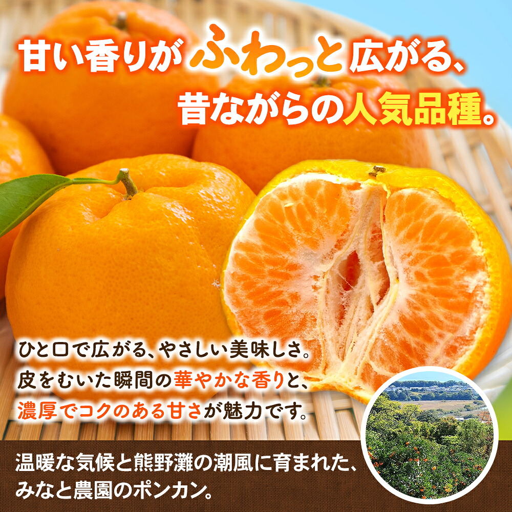 【数量限定】みなと農園のポンカン 約10kg 【2027年2月上旬頃～順次発送】みかん ミカン 柑橘 フルーツ 果物 くだもの 甘い 旬 人気 果汁 濃厚 ジューシー【mntf0012】