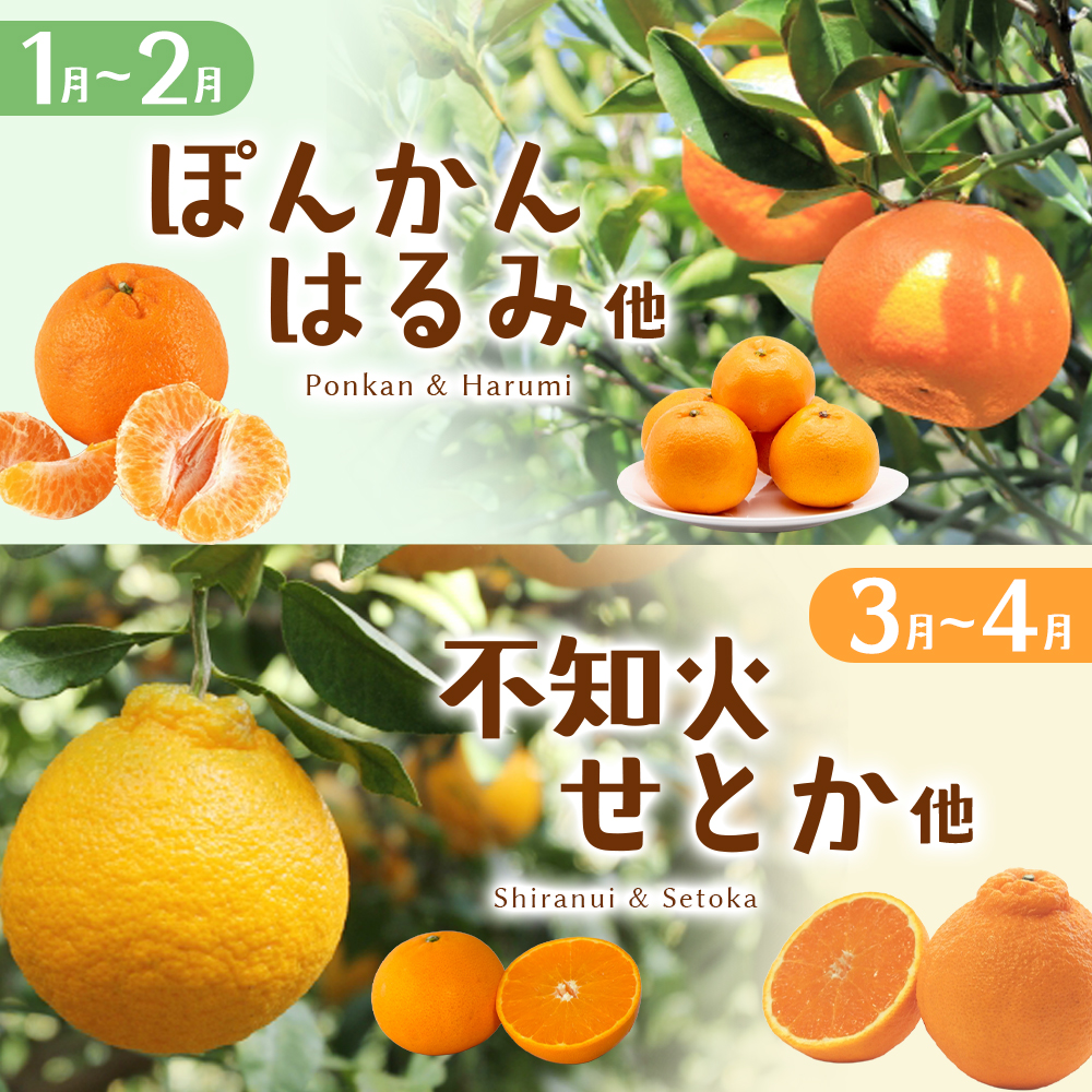 みかん 自然塾 季節の柑橘詰合せ 約3.5㎏ みかん ミカン 温州みかん フルーツ 果物 くだもの 柑橘 不知火 せとか 果物セット フルーツセット 甘い 旬 人気 果汁 濃厚 【szjk0003】