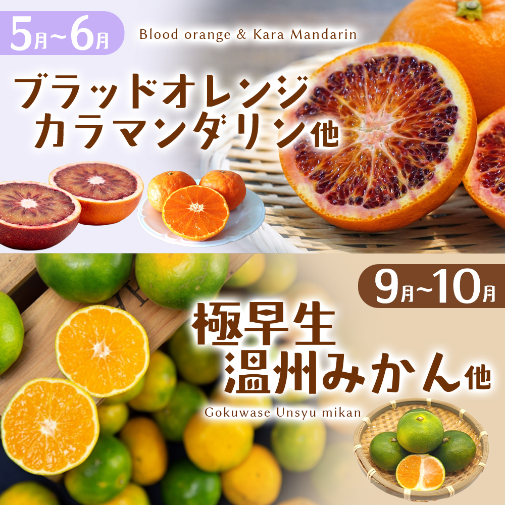 みかん 自然塾 季節の柑橘詰合せ 約3.5㎏ みかん ミカン 温州みかん フルーツ 果物 くだもの 柑橘 不知火 せとか 果物セット フルーツセット 甘い 旬 人気 果汁 濃厚 【szjk0003】