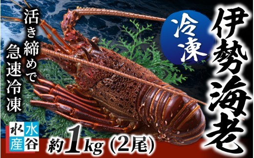 水谷水産 生食用 伊勢海老 1kg