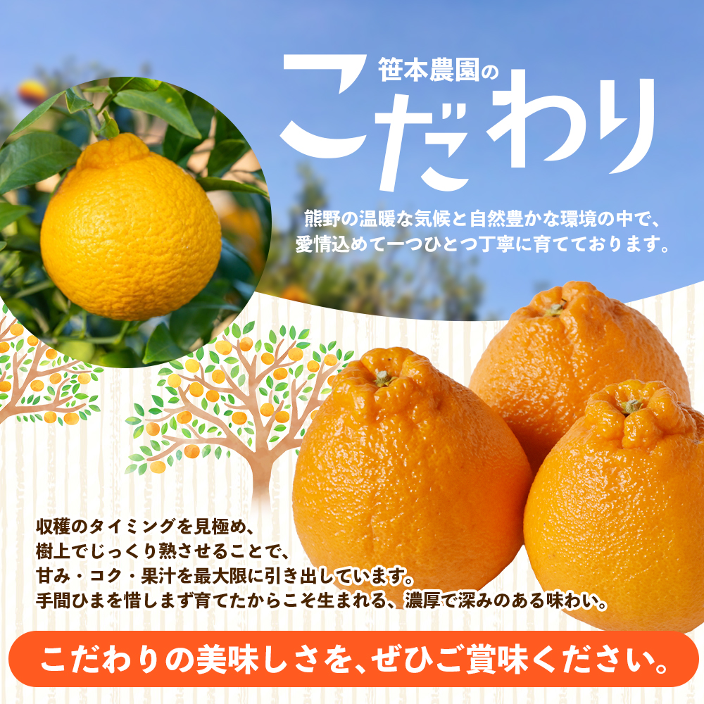 【数量限定】不知火 笹本農園の不知火 約5kg サイズ混合 【2027年3月上旬頃～順次発送】 不知火デコポン みかん ミカン 蜜柑 不知火 しらぬい 柑橘 フルーツ 果物【ssmt0001】